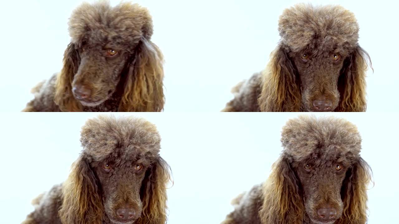 白色背景上棕色狮子狗的4k特写视频肖像