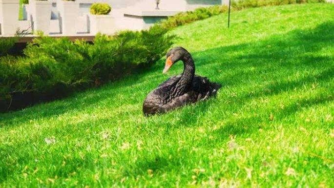 一只带有红色喙的黑天鹅独自坐在城市公园池塘边的绿色草地上，4K