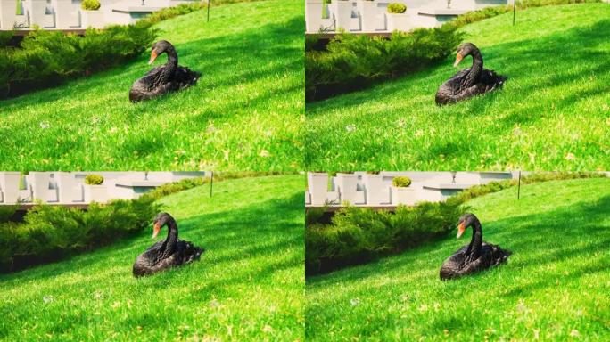 一只带有红色喙的黑天鹅独自坐在城市公园池塘边的绿色草地上，4K