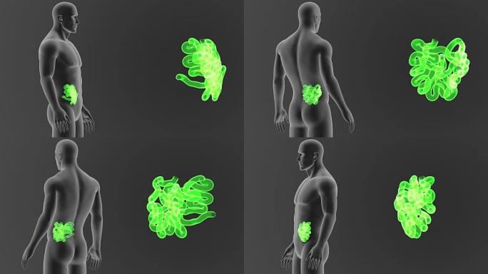小肠与身体变焦