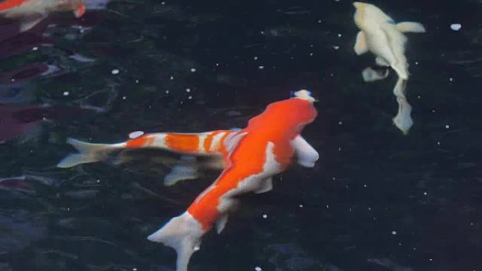 锦鲤，花式鲤鱼在水面上方游泳