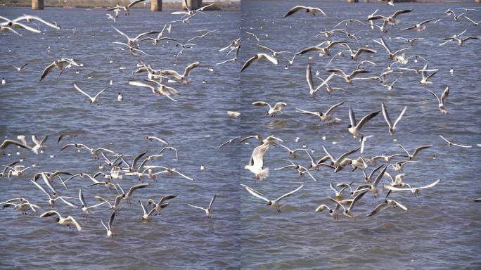 中国哈尔滨松花江上飞翔的海鸥