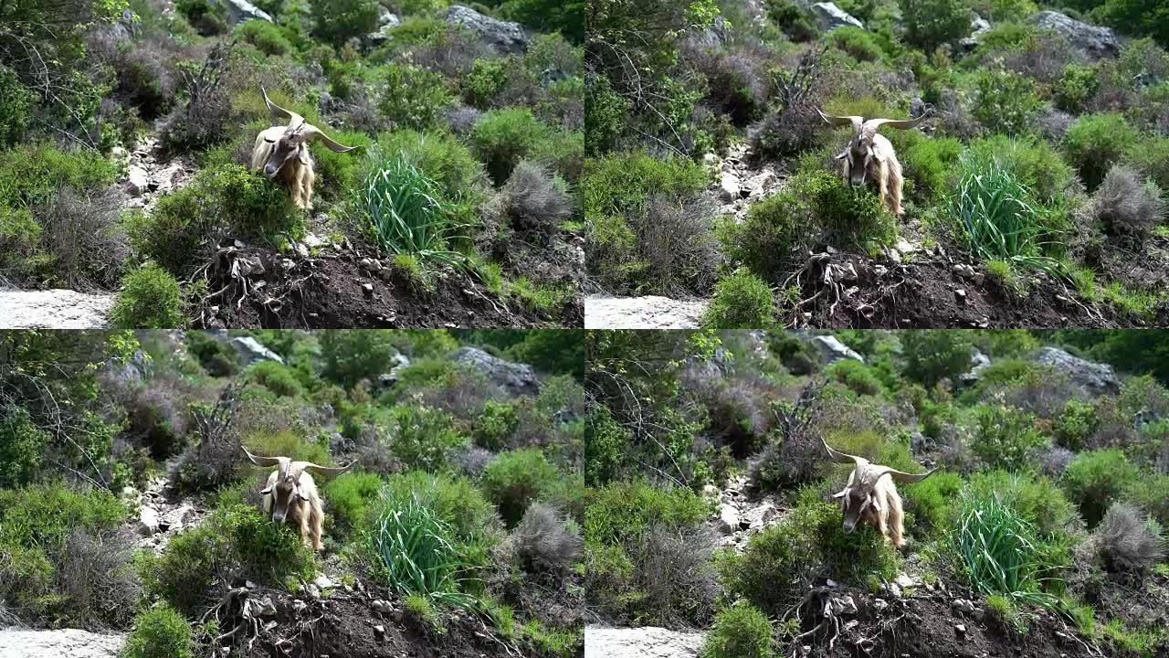 在科西嘉岛的山坡上吃鹿角的山羊