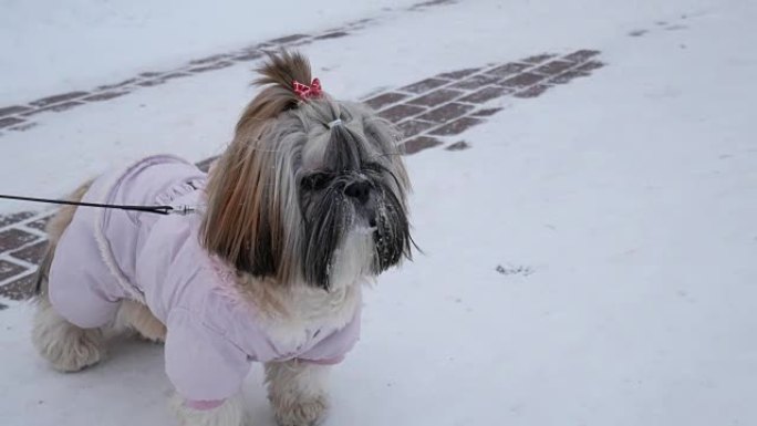 狗在走路。西施穿着粉红色的服装，站在冬季公园里。