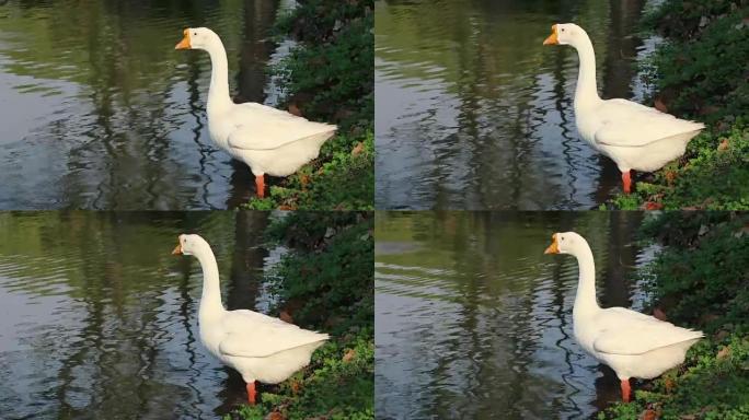 站在池塘边的橙色嘴白鹅。