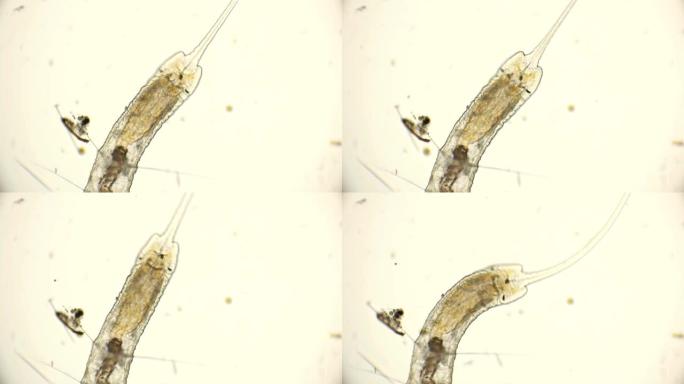 显微镜下的Naididae科蠕虫，Pristina longiseta