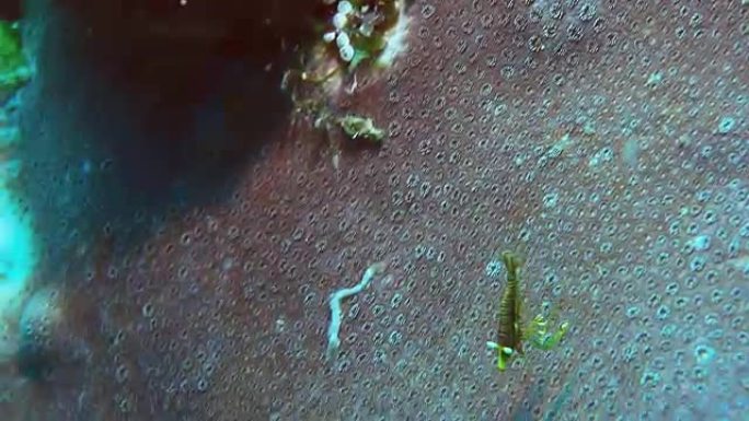 绿色羽星海百合游动虾