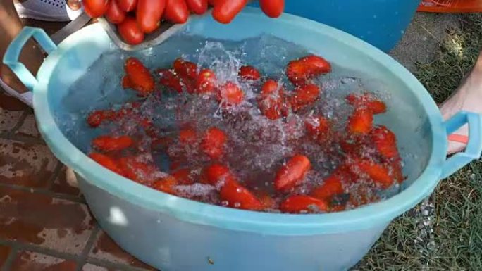 落入水中的西红柿-意大利自制番茄酱生产