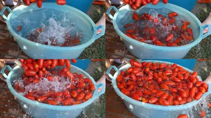 落入水中的西红柿-意大利自制番茄酱生产