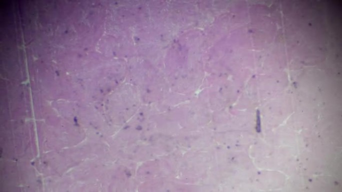 显微镜下的鱼睾丸活检视图