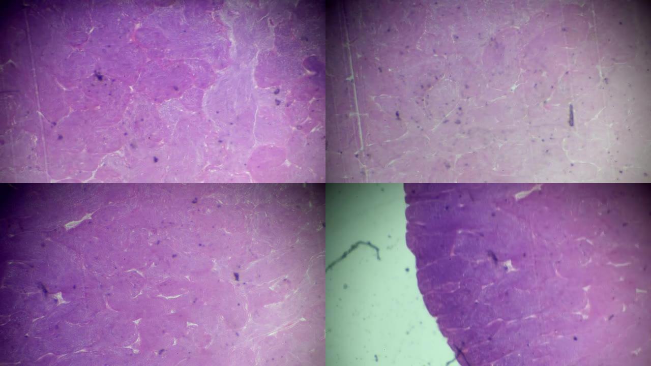 显微镜下的鱼睾丸活检视图