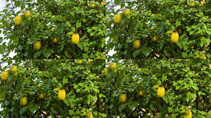 柠檬树上的黄色柠檬
