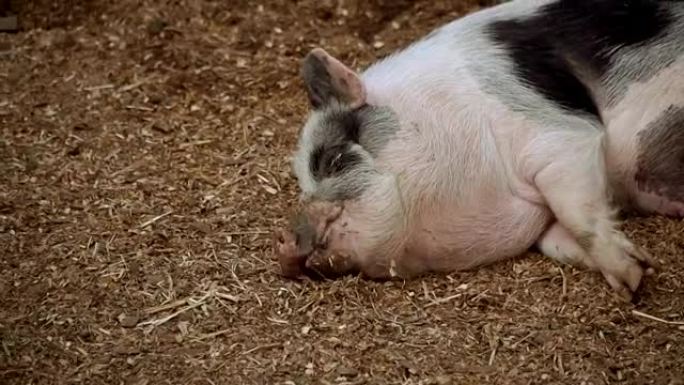 猪。猪在睡觉