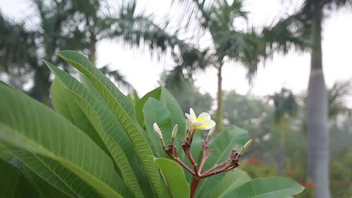 印度热带公园的花木