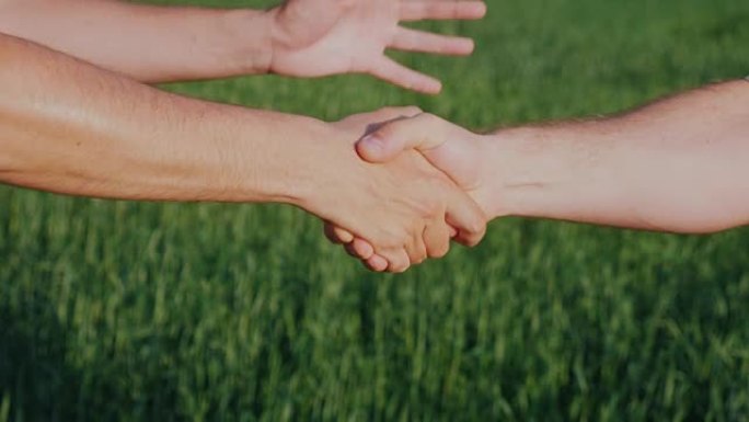 两只男性手友好握手。在一片绿色麦田的背景下