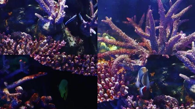 珊瑚和外来海鱼