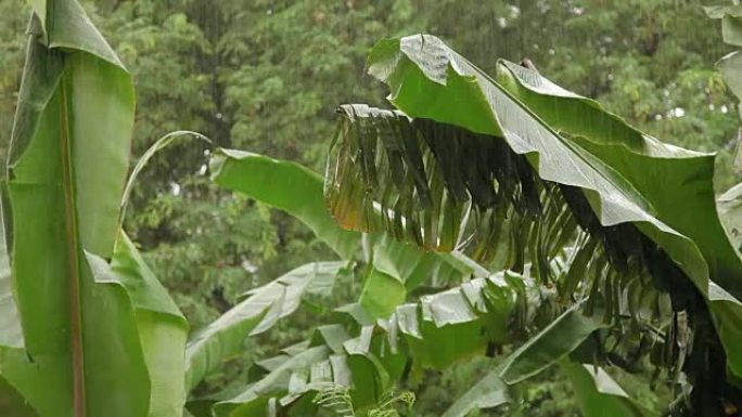 热带雨。潮湿的绿色棕榈树叶子。泰国普吉岛