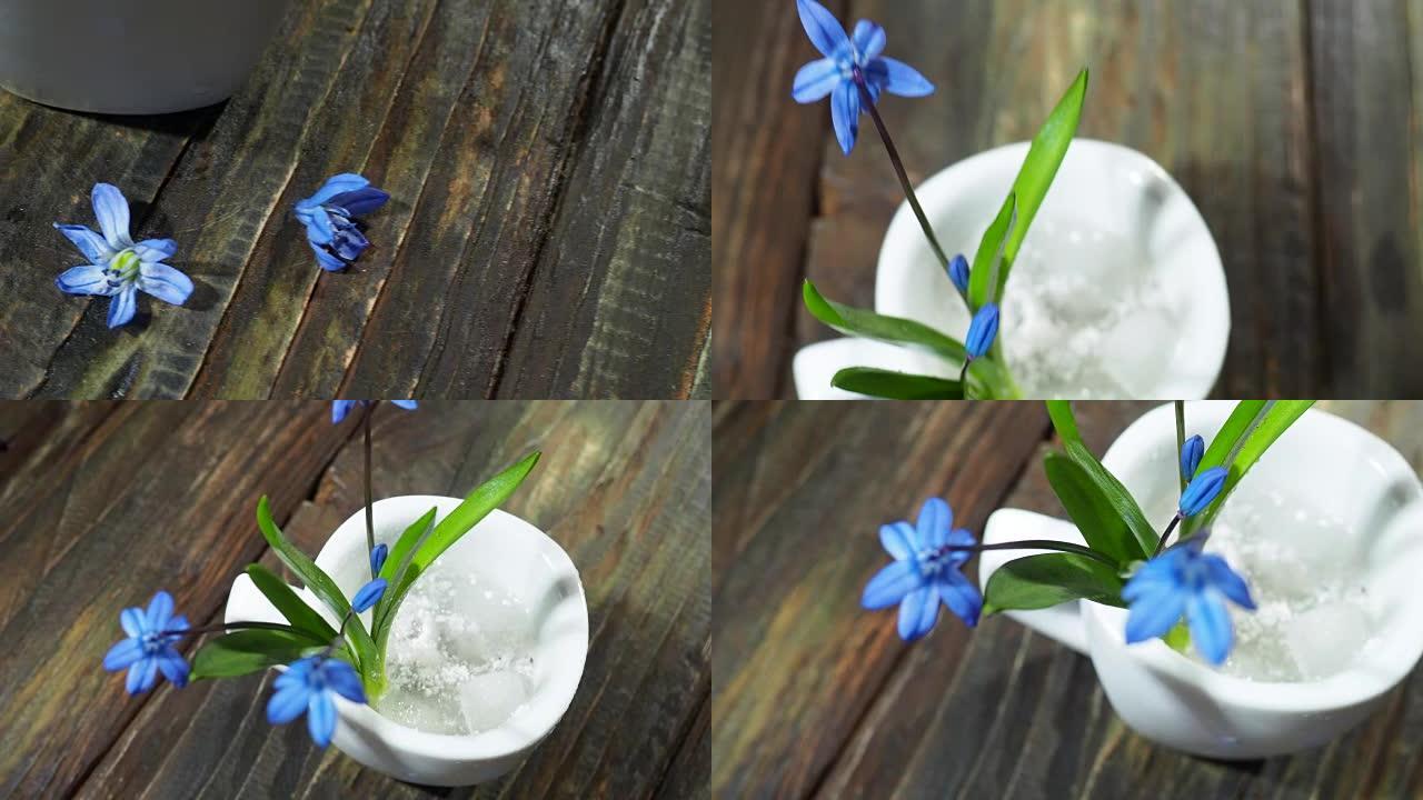 蓝色花朵的黑暗静止 (scilla siberica)