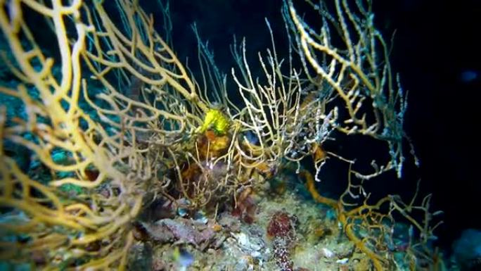 海扇珊瑚 (Gorgonian) 中的虎尾海马 (海马来)