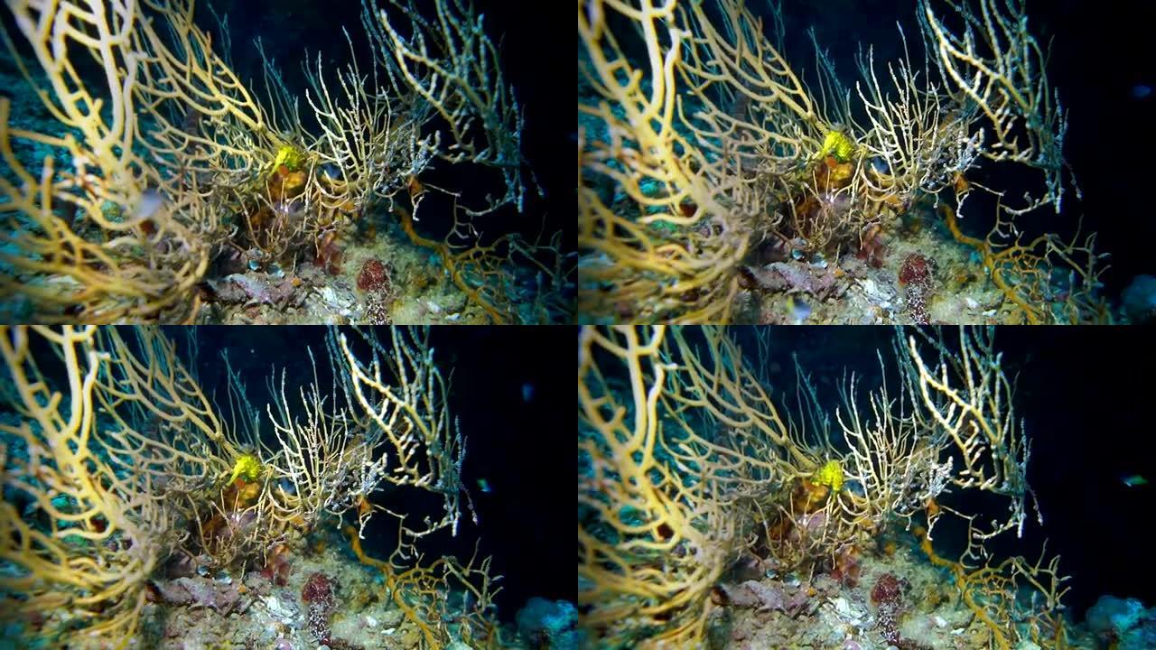 海扇珊瑚 (Gorgonian) 中的虎尾海马 (海马来)