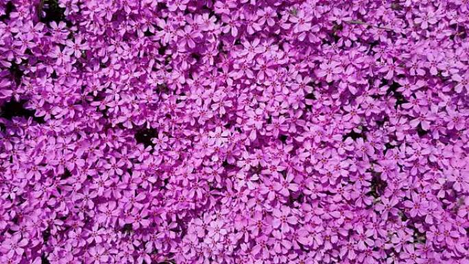 花园中的深紫色小花