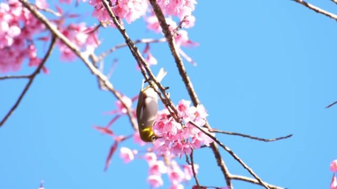 鸟和樱花和蓝天