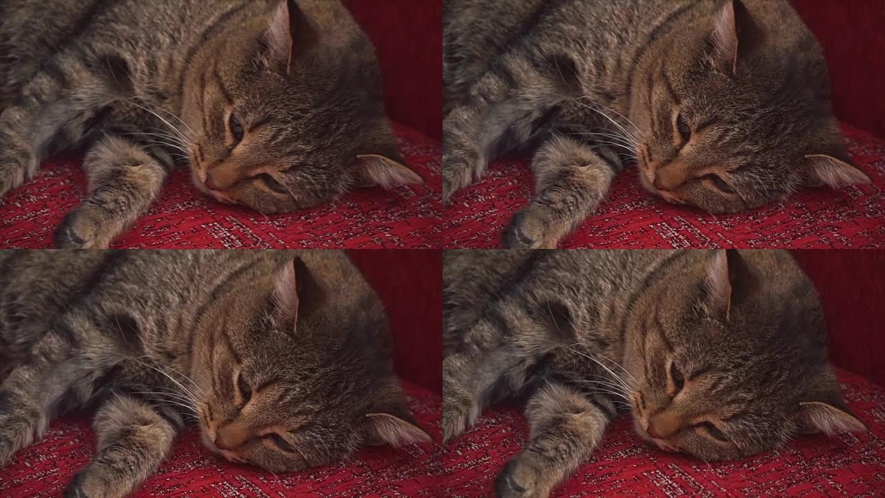 猫躺在红色的沙发上。夹。美丽蓬松的毛茸茸的猫躺在沙发上