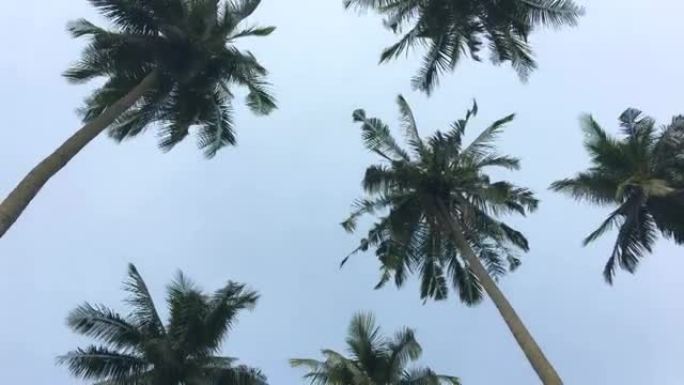 天空上的椰树