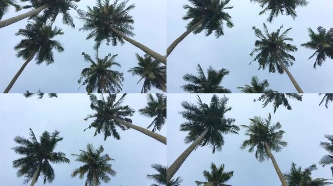 天空上的椰树