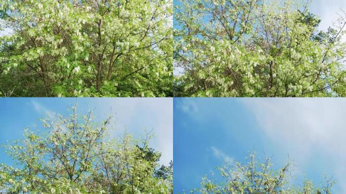 刺槐或假刺槐，春天开白花，青树刺槐