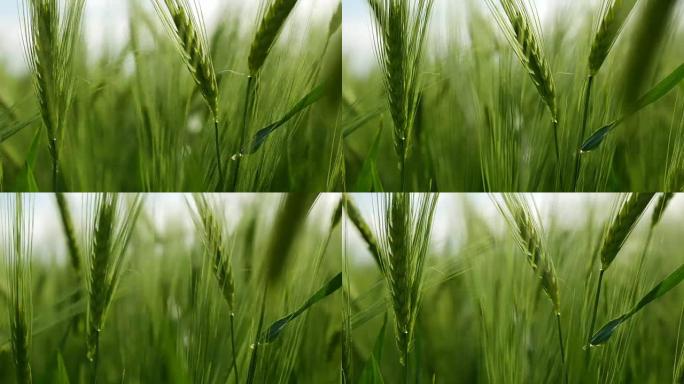 绿色的麦秆在风中吹拂。天然麦田。晴朗的天气里有乌云密布的自然麦田。