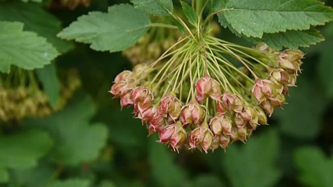 Physocarpus opulifolius，九皮或大西洋九皮与水果，特写