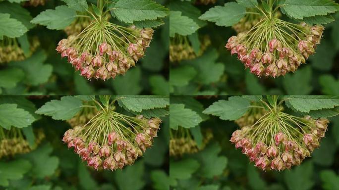 Physocarpus opulifolius，九皮或大西洋九皮与水果，特写