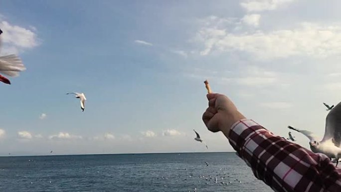 高清超级慢动作: 海鸥在海上的生活，晚上有阳光