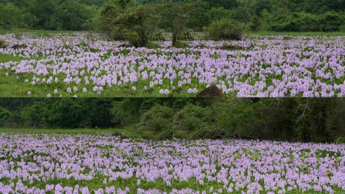 紫色湿地