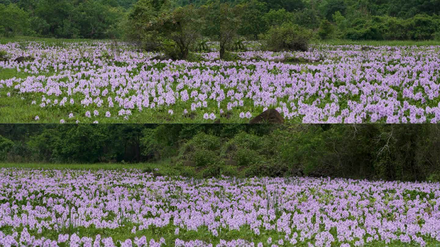 紫色湿地