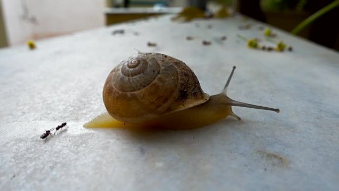 蜗牛在石头上滑倒