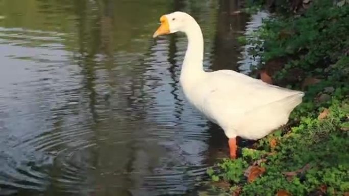 橙口白鹅在池塘里喝水。