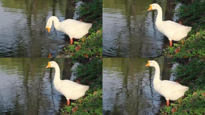 橙口白鹅在池塘里喝水。