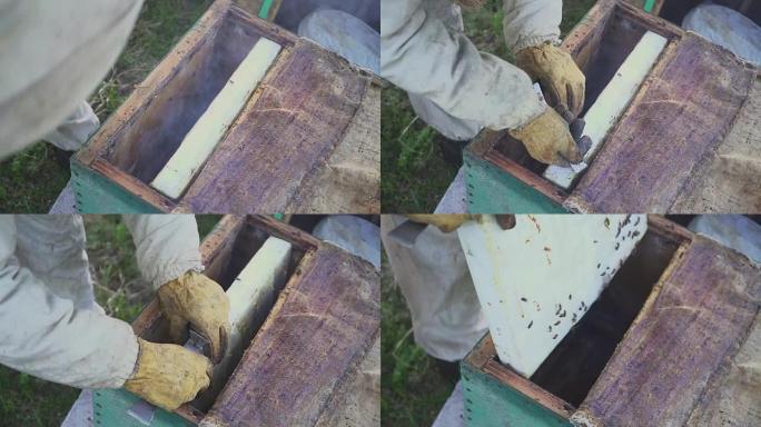 蜂巢上的蜜蜂。蜂蜜收获。养蜂人轻轻地将蜜蜂从框架中取出。菌群宏。高清
