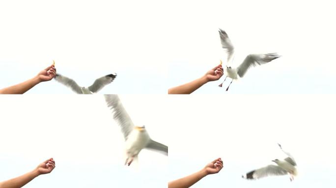 慢动作: 从手中给空中飞翔的海鸥喂食。