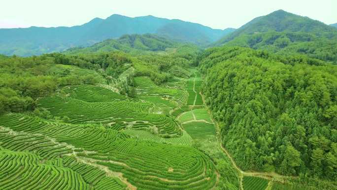 航拍武夷山燕子窠生态茶园、茶山、岩茶山场