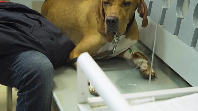 诊所兽医用导管的狗