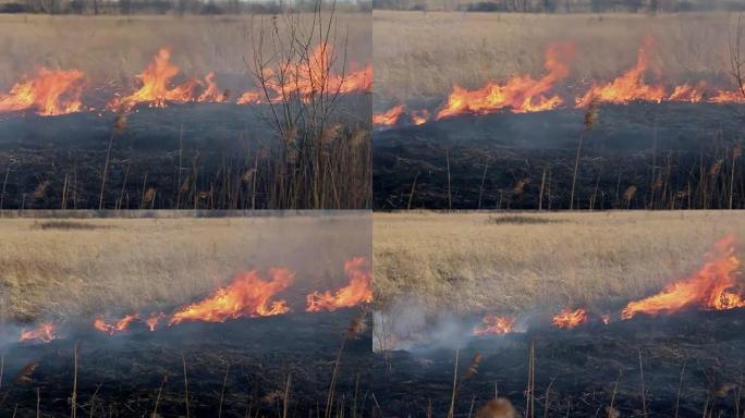 村庄春天附近的森林大火。燃烧干草。我在震中