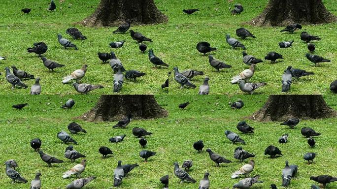 绿色草地上的鸽子