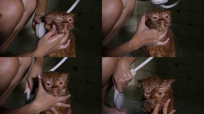 洗澡猫