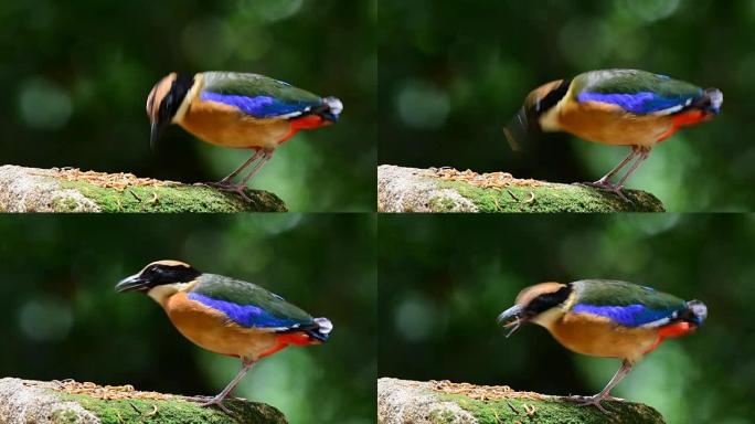 蓝翅皮塔 (Pitta moluccensis) 美丽的多色鸟
