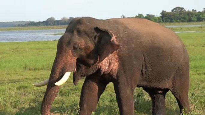 在斯里兰卡的Yala国家公园里，大象和小象在玩耍和吃草。