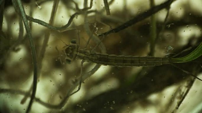 蜻蜓的幼虫，在显微镜下飞行的加法器捕获并吃了微生物