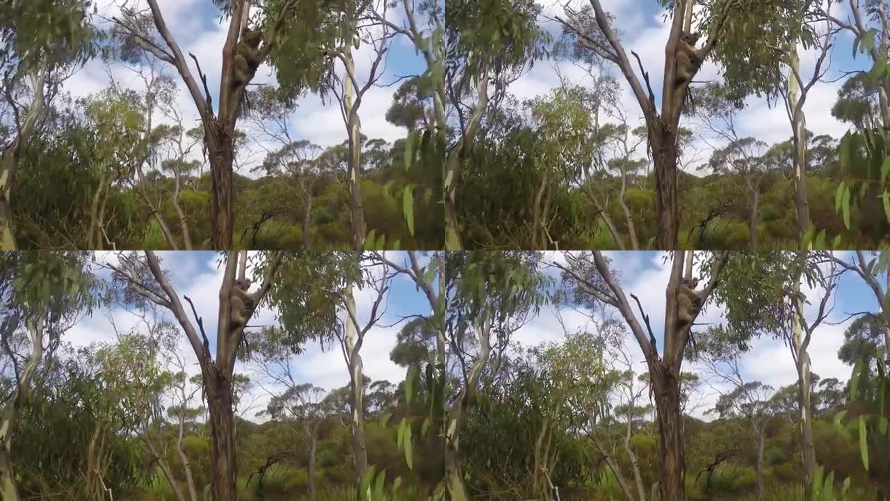 南澳大利亚州的考拉袋鼠岛